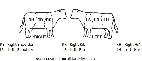Brand positions on all large livestock
